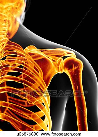 Human shoulder joint, artwork View Large Illustration Clipart - Human shoulder joint, artwork. Fotosearch