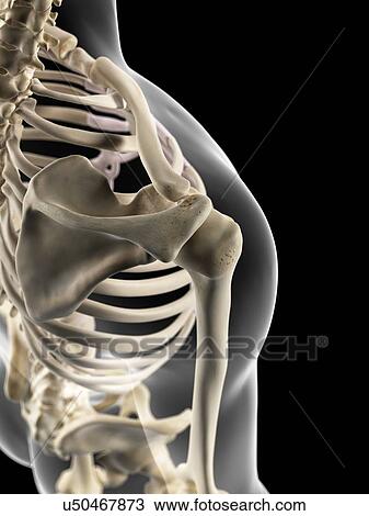Drawing - Human shoulder joint, artwork. Fotosearch