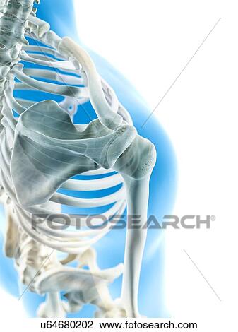 Human shoulder joint, artwork View Large Illustration Drawing - Human shoulder joint, artwork. Fotosearch