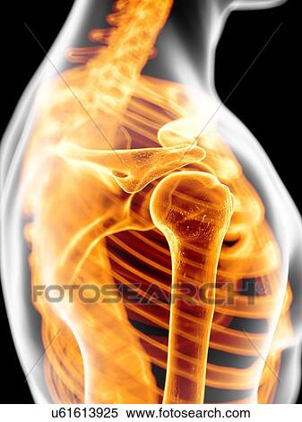 Stock Illustration - Human shoulder joint, artwork. Fotosearch