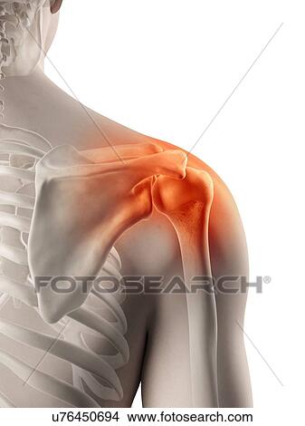 Human shoulder joint, artwork View Large Illustration Stock Illustration - Human shoulder joint, artwork. Fotosearch