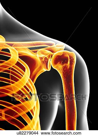 Human shoulder joint, artwork View Large Illustration Stock Illustration - Human shoulder joint, artwork. Fotosearch