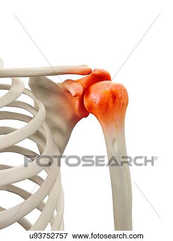 Stock Illustration - Human shoulder joint, artwork. Fotosearch