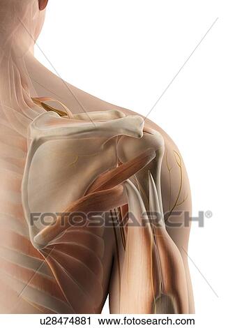 Human shoulder muscles, artwork View Large Illustration Clip Art - Human shoulder muscles, artwork. Fotosearch