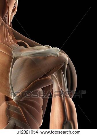 Human shoulder muscles, artwork View Large Illustration Stock Illustration - Human shoulder muscles, artwork. Fotosearch