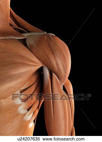 Human shoulder muscles, artwork View Large Illustration Stock Illustration - Human shoulder muscles, artwork. Fotosearch
