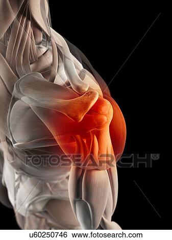 Human shoulder muscles, artwork View Large Illustration Stock Illustration - Human shoulder muscles, artwork. Fotosearch