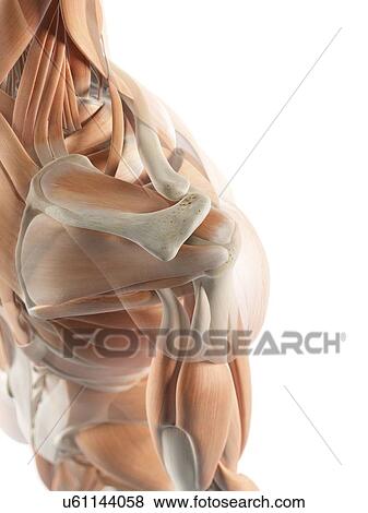 Human shoulder muscles, artwork View Large Illustration Stock Illustration - Human shoulder muscles, artwork. Fotosearch
