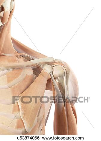 Human shoulder muscles, artwork View Large Illustration Stock Illustration - Human shoulder muscles, artwork. Fotosearch