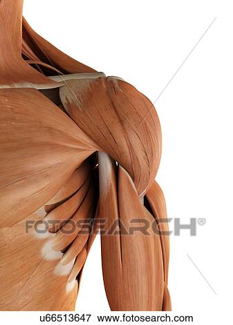 Stock Illustration - Human shoulder muscles, artwork. Fotosearch