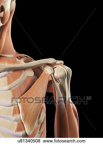 Human shoulder muscles, artwork View Large Illustration Stock Illustration - Human shoulder muscles, artwork. Fotosearch
