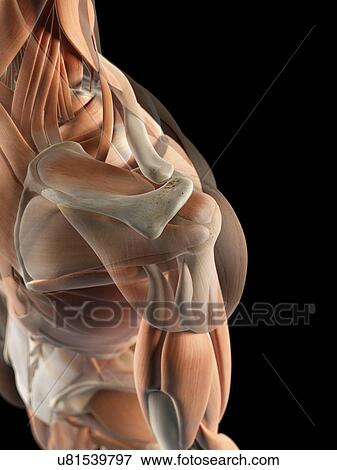 Stock Illustration - Human shoulder muscles, artwork. Fotosearch