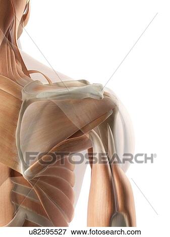 Human shoulder muscles, artwork View Large Illustration Stock Illustration - Human shoulder muscles, artwork. Fotosearch
