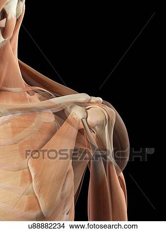 Human shoulder muscles, artwork View Large Illustration Stock Illustration - Human shoulder muscles, artwork. Fotosearch