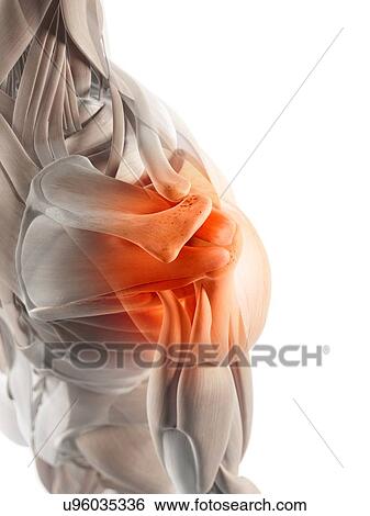 Stock Illustration - Human shoulder muscles, artwork. Fotosearch