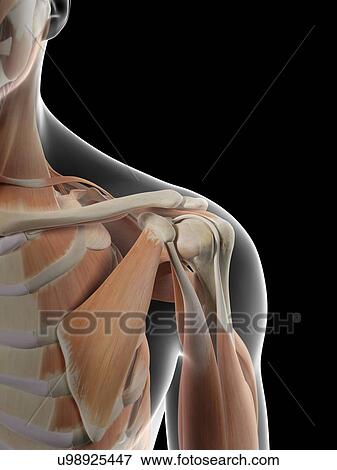 Human shoulder muscles, artwork View Large Illustration Stock Illustration - Human shoulder muscles, artwork. Fotosearch
