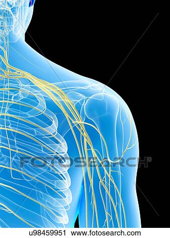Human shoulder nerves, artwork View Large Illustration Clip Art - Human shoulder nerves, artwork. Fotosearch