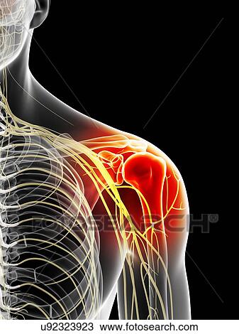 Drawing - Human shoulder nerves, artwork. Fotosearch