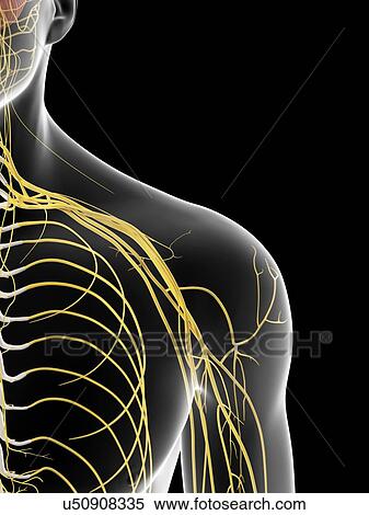 Human shoulder nerves, artwork View Large Illustration Stock Illustration - Human shoulder nerves, artwork. Fotosearch