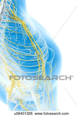 Human shoulder nerves, artwork View Large Illustration Stock Illustration - Human shoulder nerves, artwork. Fotosearch
