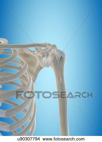 Human shoulder tendons, artwork View Large Illustration Stock Illustration - Human shoulder tendons, artwork. Fotosearch