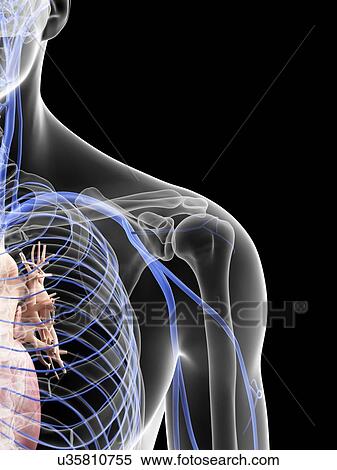 Stock Illustration - Human shoulder veins, artwork. Fotosearch