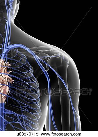 Stock Illustration - Human shoulder veins, artwork. Fotosearch