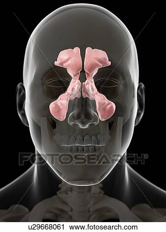 Human sinuses, artwork View Large Illustration Clip Art - Human sinuses, artwork. Fotosearch