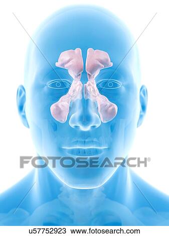Drawing - Human sinuses, artwork. Fotosearch