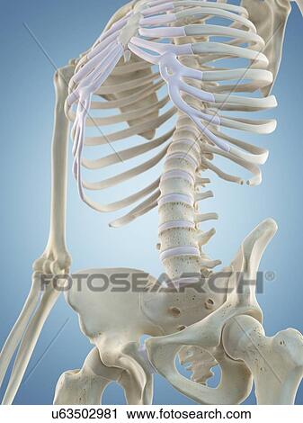 Human skeletal structure, artwork View Large Illustration Clip Art - Human skeletal structure, artwork. Fotosearch