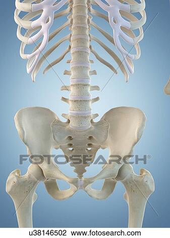 Drawing - Human skeletal structure, artwork. Fotosearch