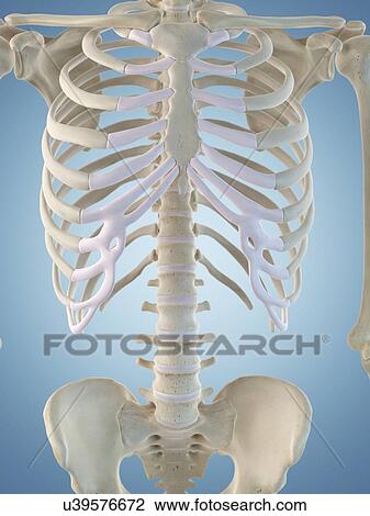Human skeletal structure, artwork View Large Illustration Drawing - Human skeletal structure, artwork. Fotosearch