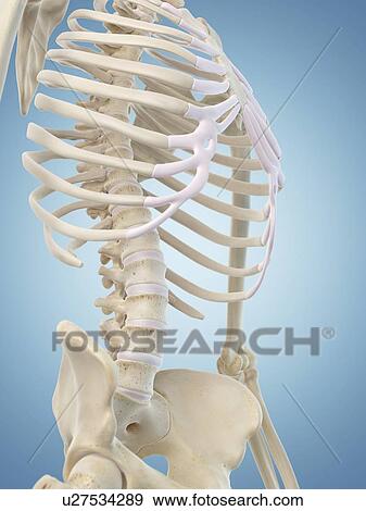 Human skeletal structure, artwork View Large Illustration Stock Illustration - Human skeletal structure, artwork. Fotosearch