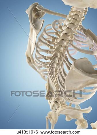 Human skeletal structure, artwork View Large Illustration Stock Illustration - Human skeletal structure, artwork. Fotosearch