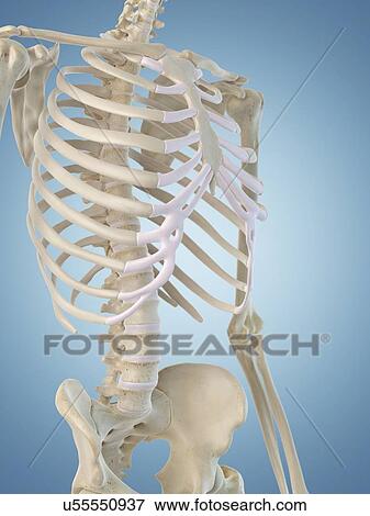 Stock Illustration - Human skeletal structure, artwork. Fotosearch