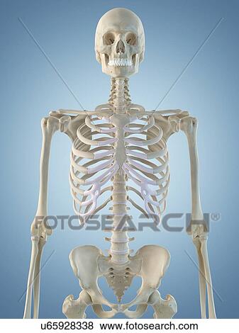 Human skeletal structure, artwork View Large Illustration Stock Illustration - Human skeletal structure, artwork. Fotosearch