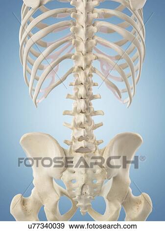 Human skeletal structure, artwork View Large Illustration Stock Illustration - Human skeletal structure, artwork. Fotosearch