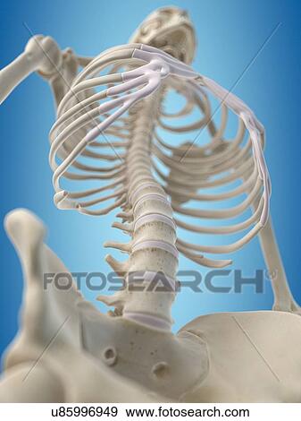 Stock Illustration - Human skeletal structure, artwork. Fotosearch
