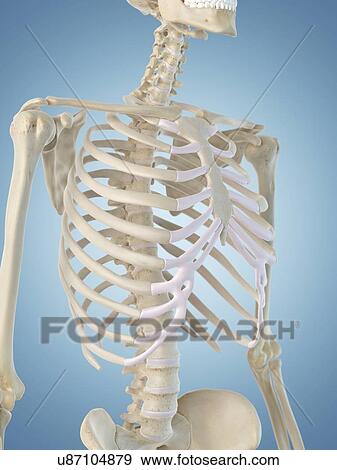 Human skeletal structure, artwork View Large Illustration Stock Illustration - Human skeletal structure, artwork. Fotosearch