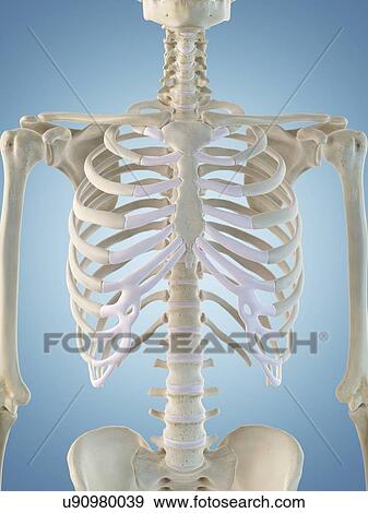 Stock Illustration - Human skeletal structure, artwork. Fotosearch