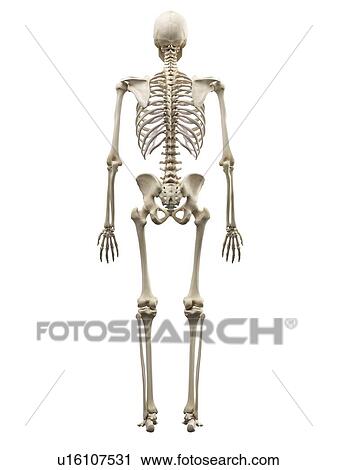 Human skeleton, artwork View Large Illustration Clip Art - Human skeleton, artwork. Fotosearch