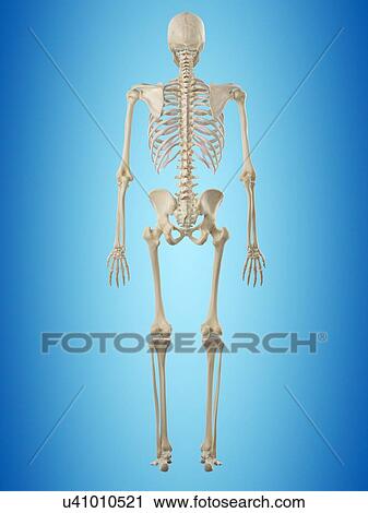 Clip Art - Human skeleton, artwork. Fotosearch