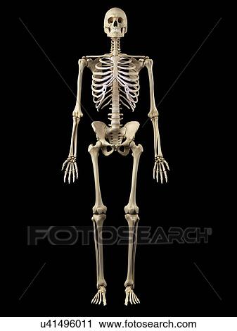 Human skeleton, artwork View Large Illustration Clip Art - Human skeleton, artwork. Fotosearch