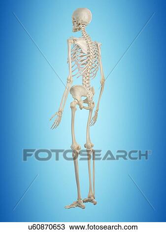 Human skeleton, artwork View Large Illustration Drawing - Human skeleton, artwork. Fotosearch
