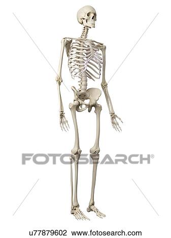Human skeleton, artwork View Large Illustration Drawing - Human skeleton, artwork. Fotosearch