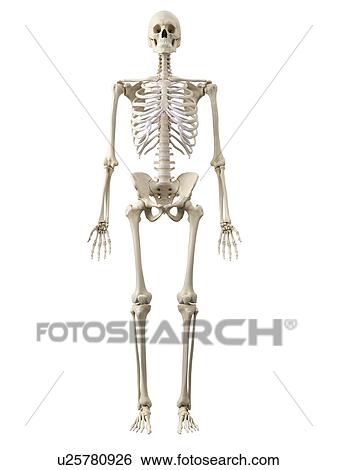 Human skeleton, artwork View Large Illustration Stock Illustration - Human skeleton, artwork. Fotosearch