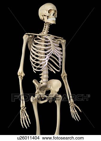 Stock Illustration - Human skeleton, artwork. Fotosearch