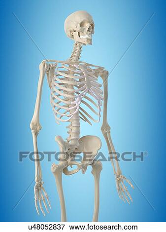 Human skeleton, artwork View Large Illustration Stock Illustration - Human skeleton, artwork. Fotosearch