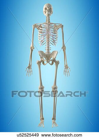 Stock Illustration - Human skeleton, artwork. Fotosearch