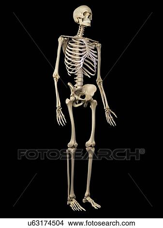 Human skeleton, artwork View Large Illustration Stock Illustration - Human skeleton, artwork. Fotosearch